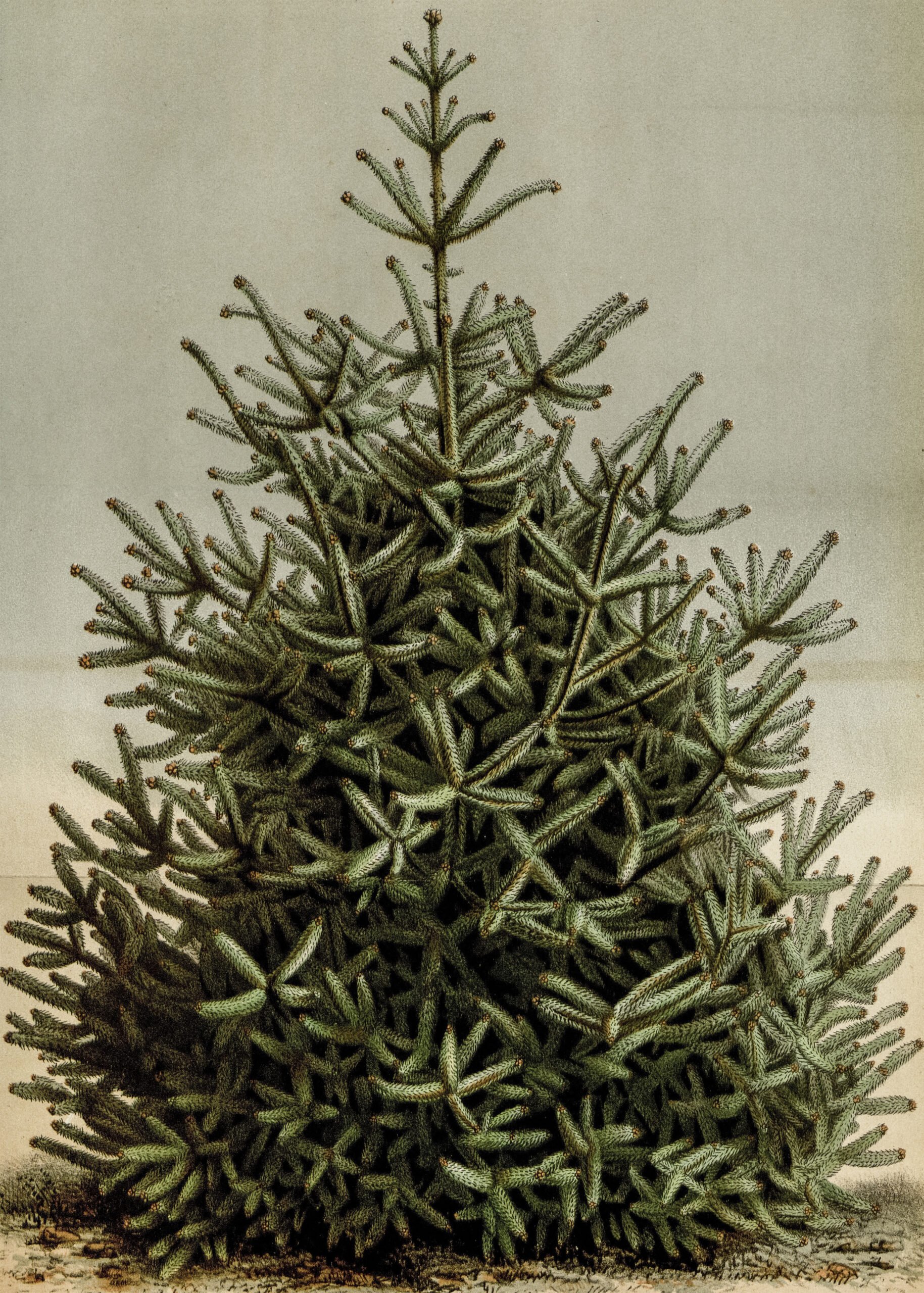 Vintage botanical illustration of a full green Christmas tree against a light background.