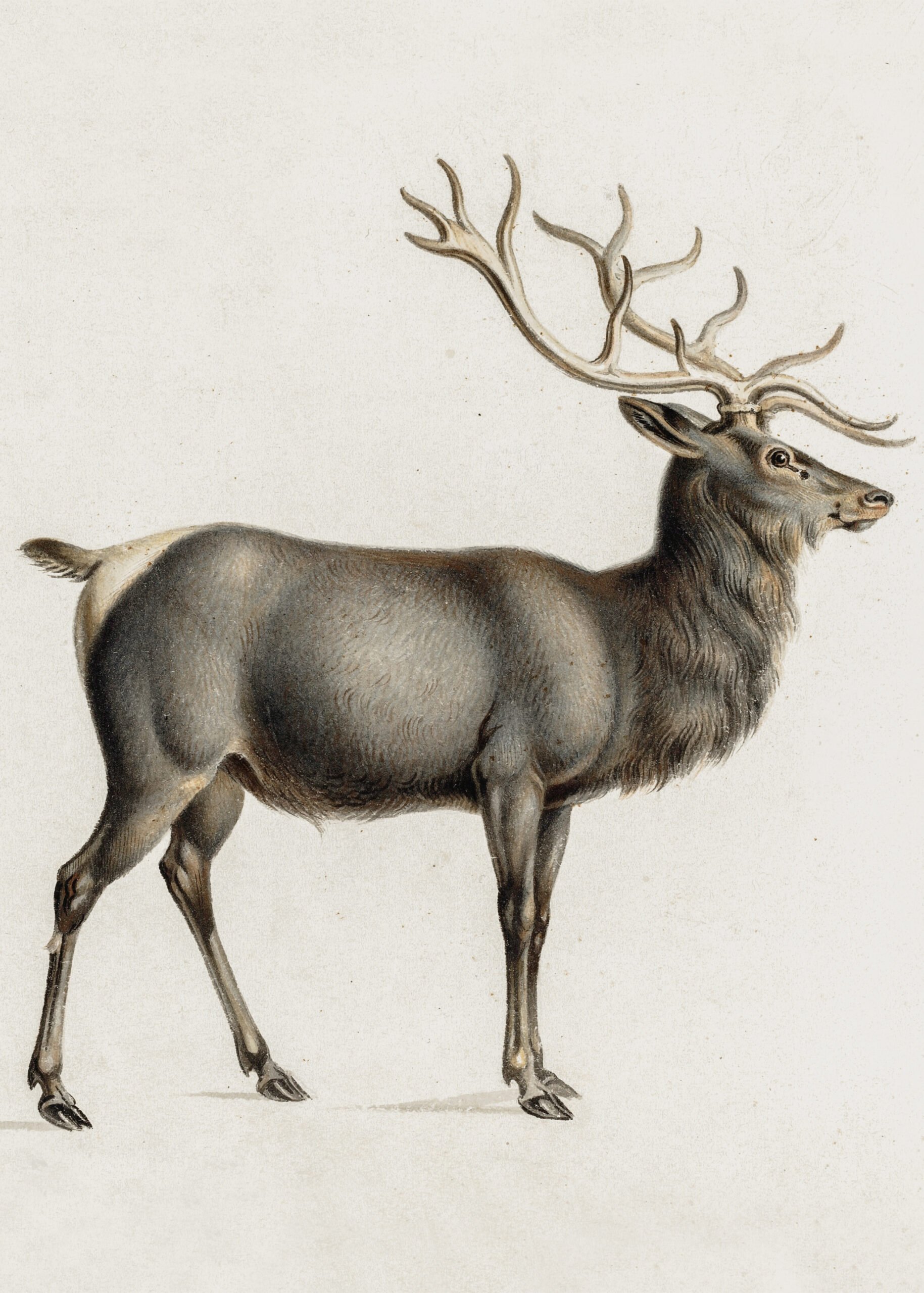 Vintage illustration of a stag with large antlers, standing and facing sideways on a plain background.