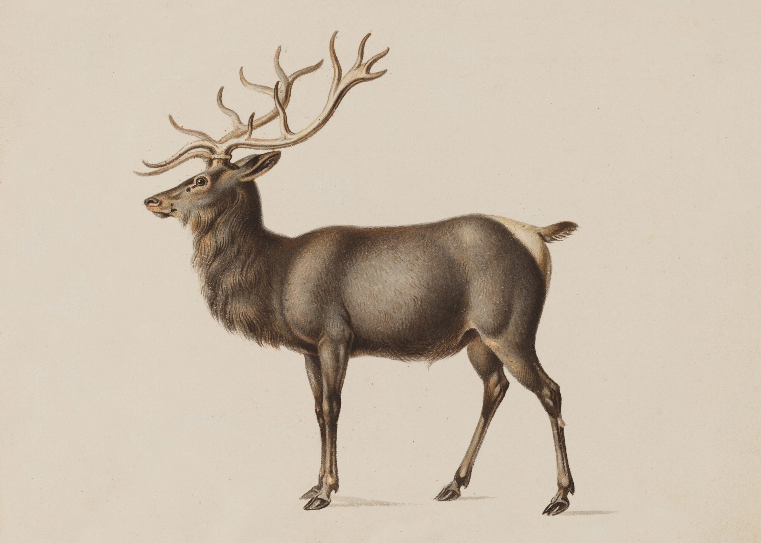 Antique illustration of a standing stag with antlers, facing left on a plain background.