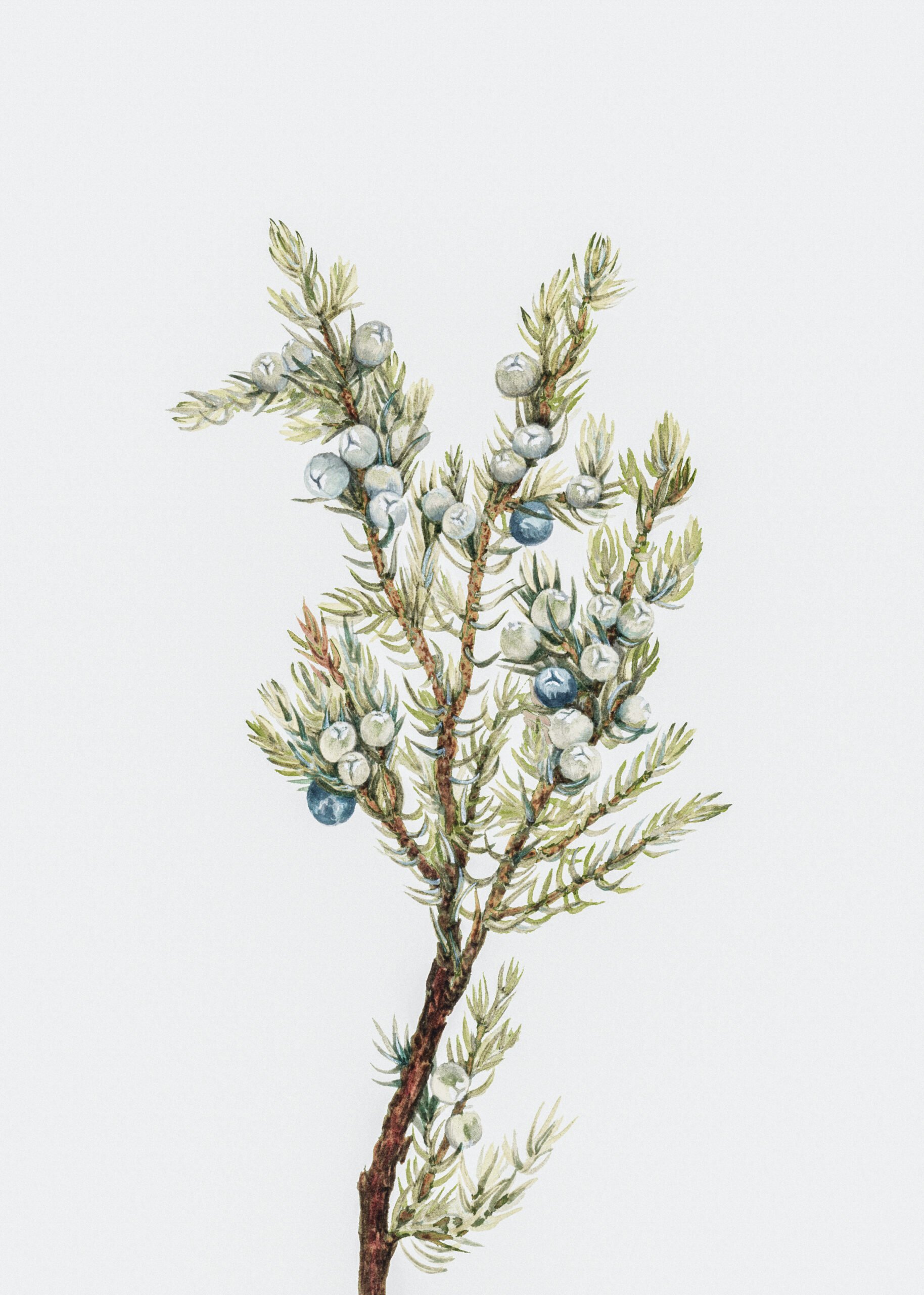 Antique botanical illustration of a juniper branch with green needles and clusters of blue berries.