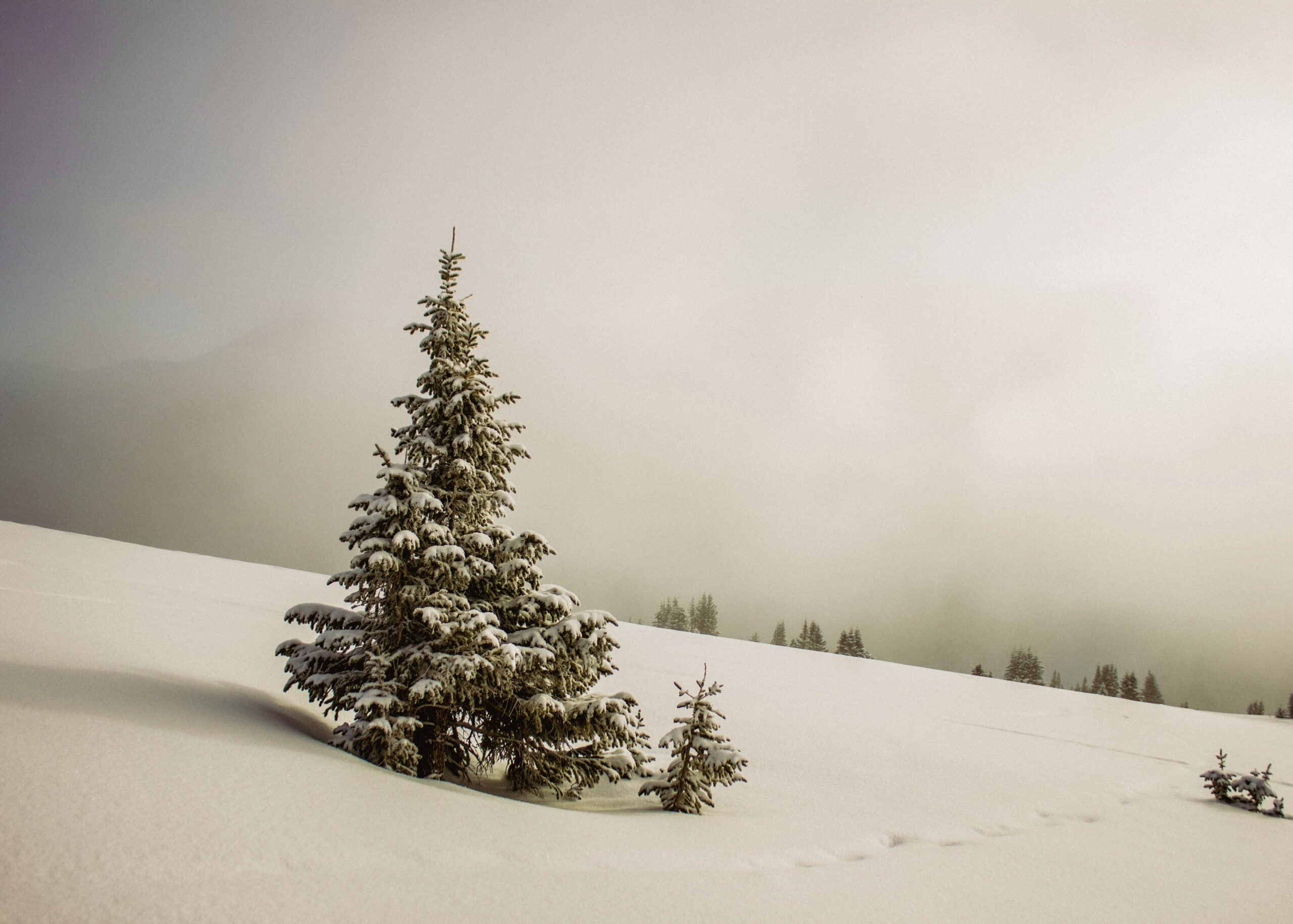 Photograph of a snow-covered evergreen tree in a misty, white winter landscape.