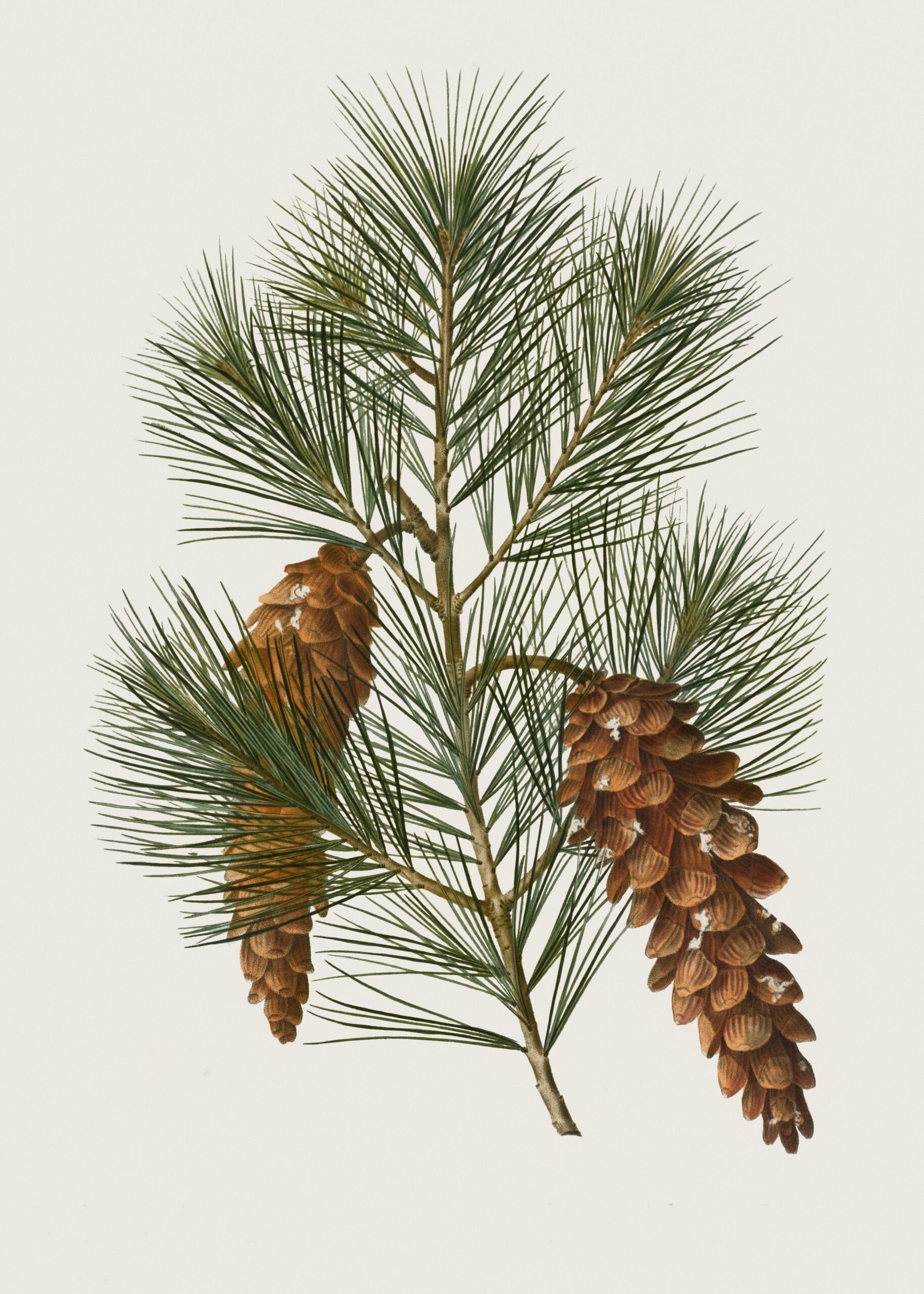Antique botanical illustration of a pine branch with long green needles and brown pinecones.